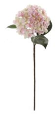 Shishi Hortenzija roza-krem, 70 cm