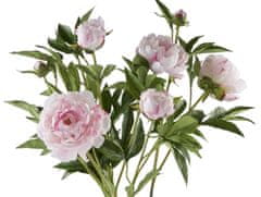 Lene Bjerre Potonika (Paeonia) roza grm, 66 cm