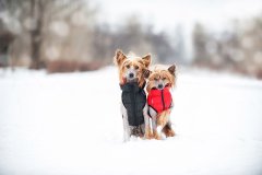 Airyvest Topel pasji telovnik zračen brezrokavnik zeleno črn S35 Črna