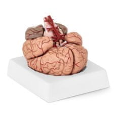 NEW Anatomski model človeških možganov 9 elementov v merilu 1:1