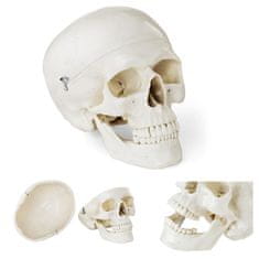 NEW Anatomski model človeške lobanje v merilu 1:1 + Zobje 3 kosi.