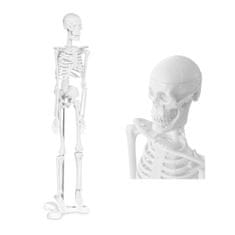 shumee Anatomski model človeškega okostja 47 cm