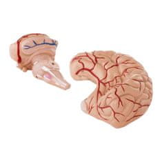 NEW Anatomski model človeških možganov 9 elementov v merilu 1:1
