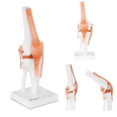NEW Anatomski model kolenskega sklepa v merilu 1:1
