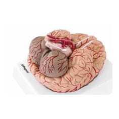 NEW Anatomski model človeških možganov 9 elementov v merilu 1:1