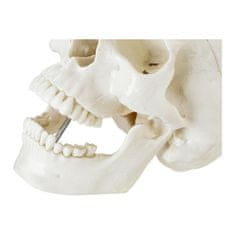 NEW Anatomski model človeške lobanje v merilu 1:1 + Zobje 3 kosi.