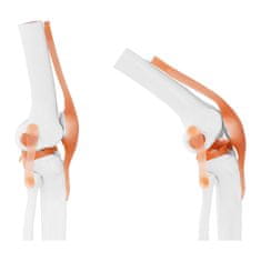 NEW Anatomski model kolenskega sklepa v merilu 1:1