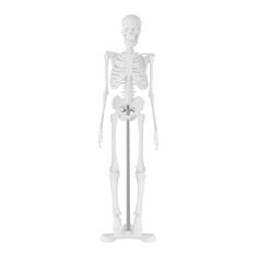 NEW Anatomski model človeškega okostja 47 cm