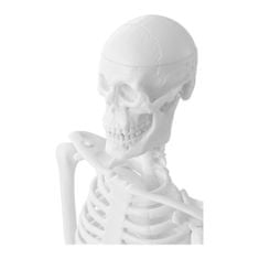 NEW Anatomski model človeškega okostja 47 cm