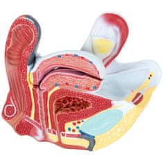 Noah 3D anatomski model ženske medenice v merilu 1:1