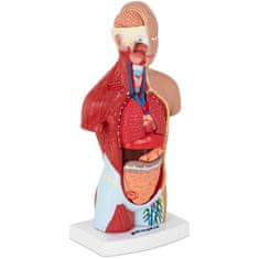 NEW 3D anatomski model človeškega trupa