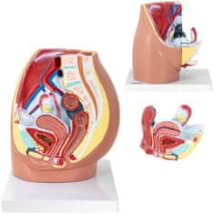 Noah 3D anatomski model ženske medenice v merilu 1:1