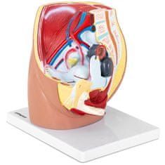 Noah 3D anatomski model ženske medenice v merilu 1:1