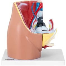 Noah 3D anatomski model ženske medenice v merilu 1:1