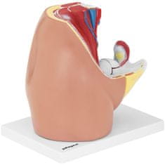 Noah 3D anatomski model ženske medenice v merilu 1:1