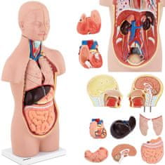 NEW 3D anatomski model človeškega trupa z odstranljivimi organi