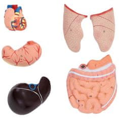 NEW 3D anatomski model človeškega trupa z odstranljivimi organi