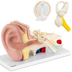 Noah 3D anatomski model človeškega ušesa z odstranljivimi elementi v merilu 3:1