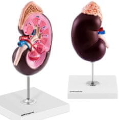 shumee 3D anatomski model človeške ledvice v merilu 1,5:1