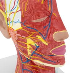 NEW 3D anatomski model človeške glave in vratu v merilu 1:1