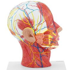 NEW 3D anatomski model človeške glave in vratu v merilu 1:1
