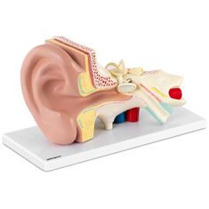 Noah 3D anatomski model človeškega ušesa z odstranljivimi elementi v merilu 3:1