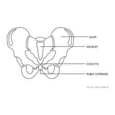 Noah Anatomski model ženske medenice v merilu 1:1