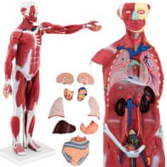 shumee 3D anatomski model človeškega telesa, 27 elementov, 76 cm