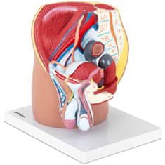 Noah 3D anatomski model moške medenice v merilu 1:1