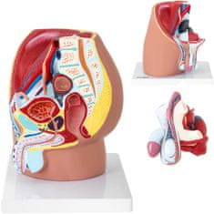 Noah 3D anatomski model moške medenice v merilu 1:1