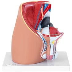 Noah 3D anatomski model moške medenice v merilu 1:1