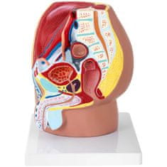 Noah 3D anatomski model moške medenice v merilu 1:1