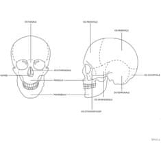 NEW Barvni anatomski model človeške lobanje v merilu 1:1 + Zobje 3 kosi.