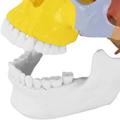 NEW Barvni anatomski model človeške lobanje v merilu 1:1 + Zobje 3 kosi.