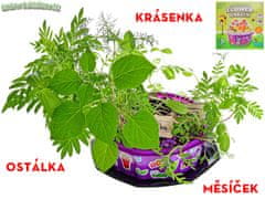 Grow&decorate gojite svoje cvetje - sadike z dodatki v PVC lončkih