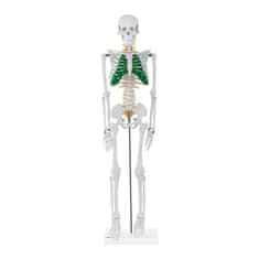 NEW Anatomski model človeškega okostja 85 cm