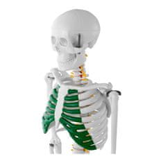 NEW Anatomski model človeškega okostja 85 cm